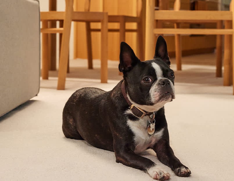 pet friendly carpet winter garden