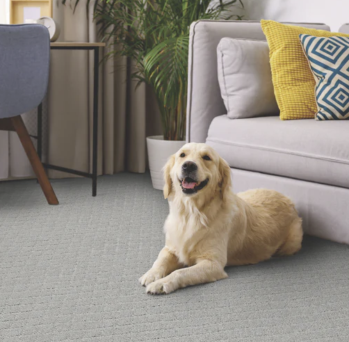 pet friendly carpet apopka fl