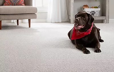 mohawk pet friendly carpet windermere